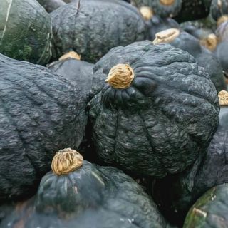 Warted Green Winter Squash Thumbnail